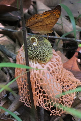 Vindula dejone erotella