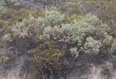 Arctostaphylos viscida