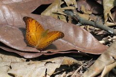 Vindula dejone erotella