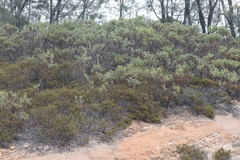 Arctostaphylos viscida