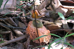 Vindula dejone erotella