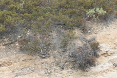 Arctostaphylos myrtifolia