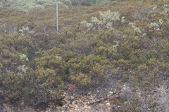 Arctostaphylos myrtifolia