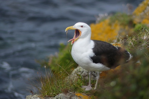 Gavión atlántico (Larus marinus)