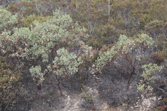 Arctostaphylos viscida