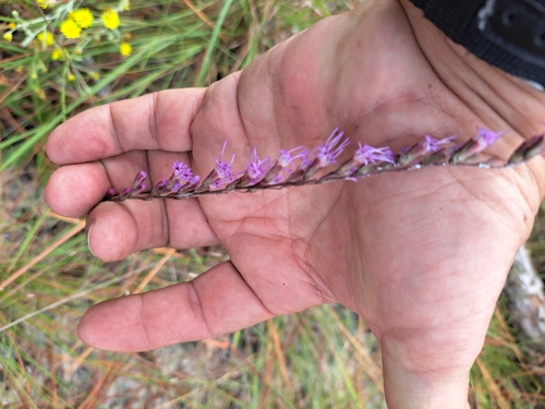 Image of Liatris pauciflora by no rights reserved