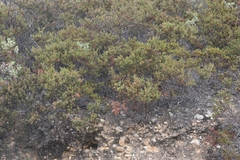 Arctostaphylos myrtifolia