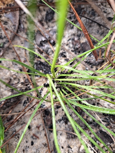 Image of Liatris pauciflora by no rights reserved