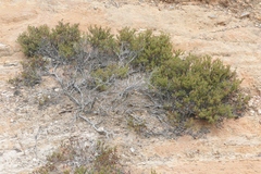 Arctostaphylos myrtifolia
