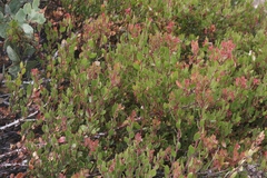 Arctostaphylos myrtifolia