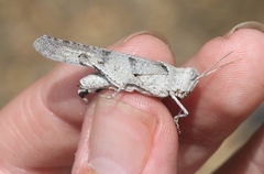 Trimerotropis thalassica