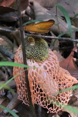 Vindula dejone erotella