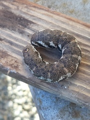 Proserpinus proserpina