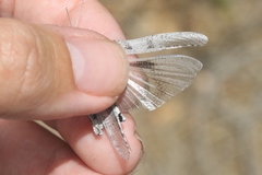 Trimerotropis thalassica