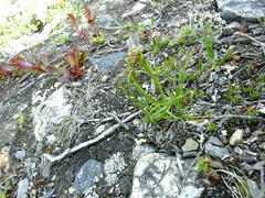 Chamorchis alpina