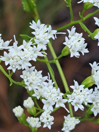 Image of Ageratina jucunda by no rights reserved