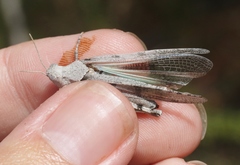 Trimerotropis thalassica