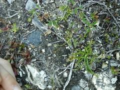 Chamorchis alpina