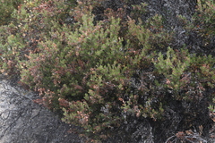 Arctostaphylos myrtifolia
