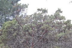 Arctostaphylos viscida