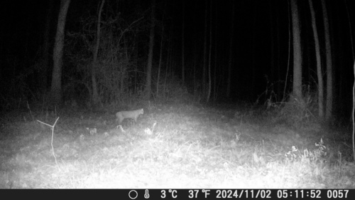 Bobcat photographed in New York