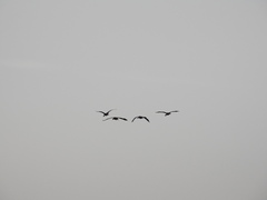 Dendrocygna autumnalis