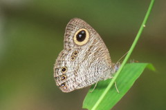Ypthima horsfieldii humei