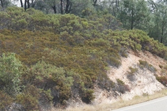Arctostaphylos myrtifolia