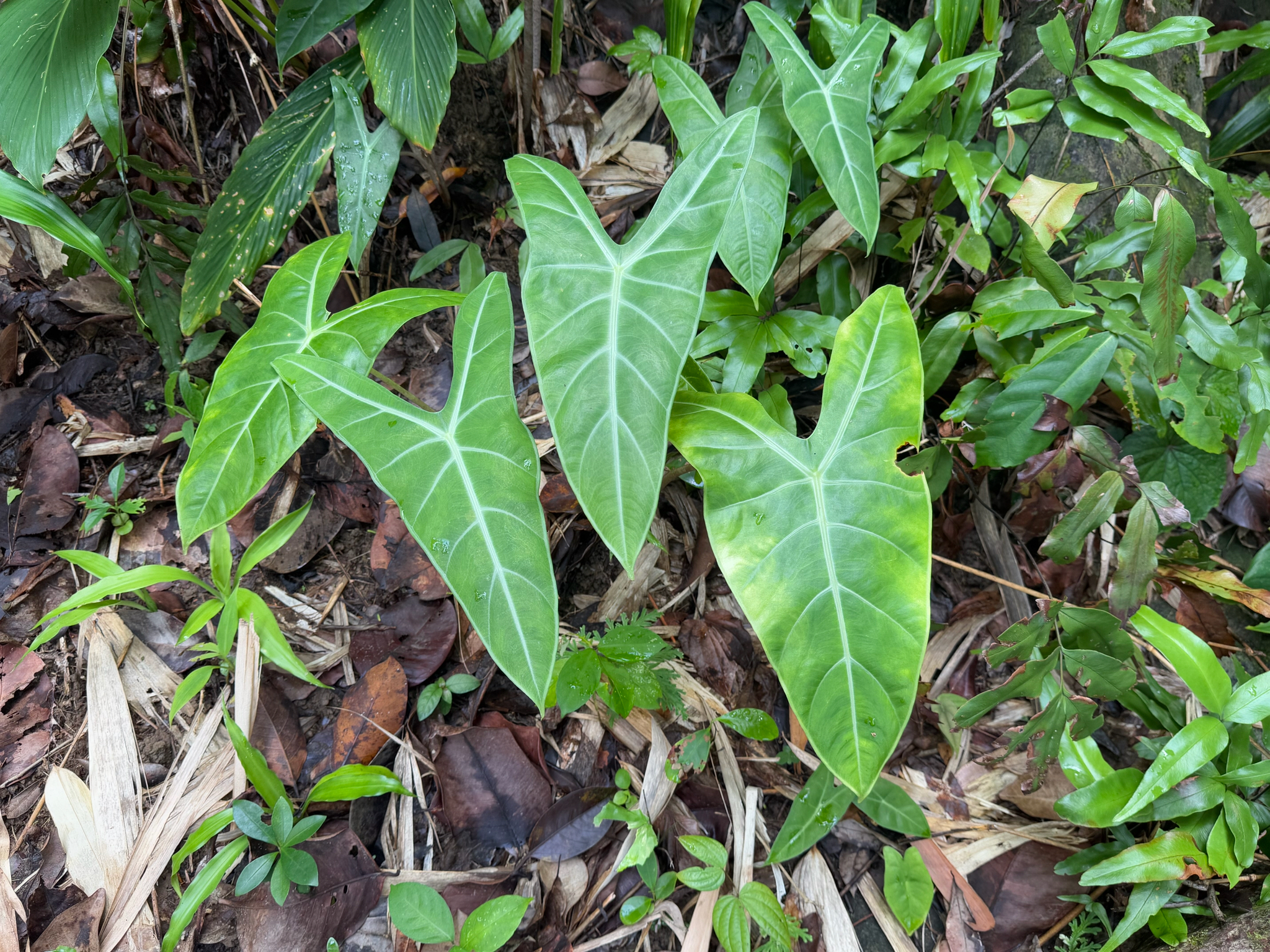 Alocasia longiloba