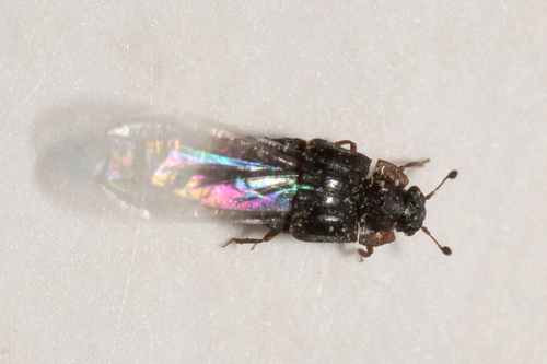 Arrhenopeplus tesserula