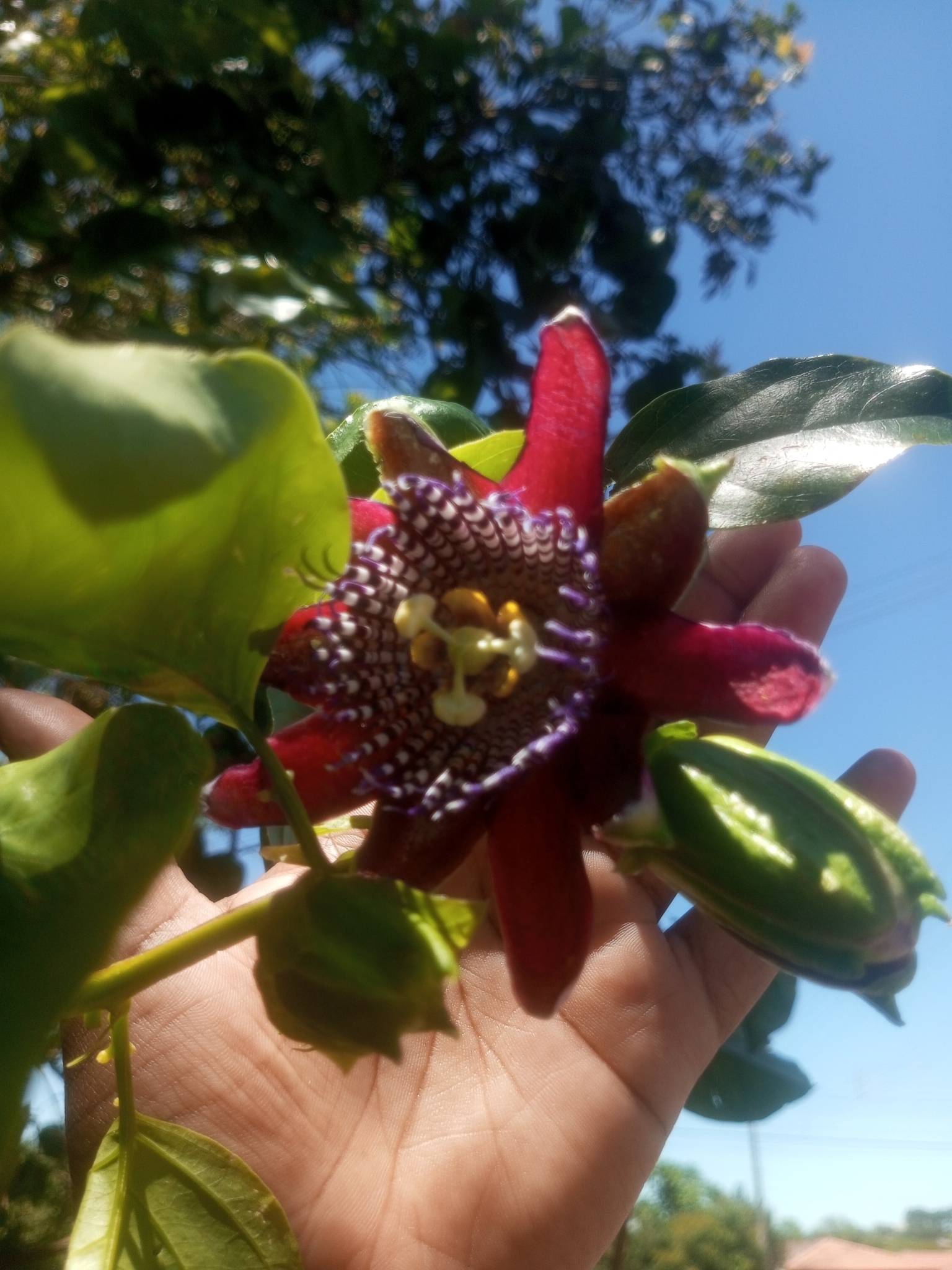 Passiflora alata
