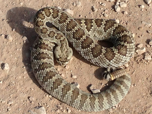Photo of a Mojave Rattlesnake (Crotalus scutulatus)