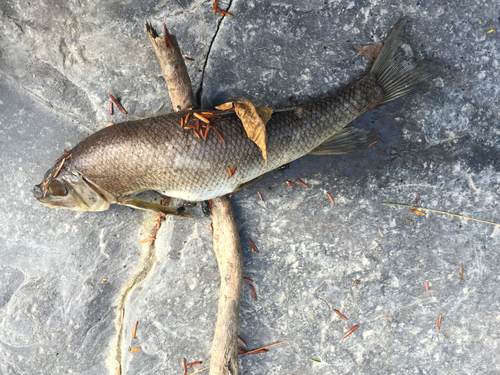 Catostomus commersonii