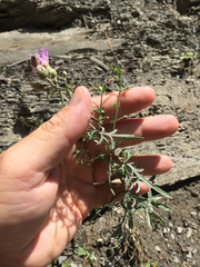 Centaurea stoebe australis