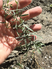 Centaurea stoebe australis