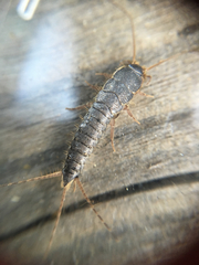 Allacrotelsa spinulata