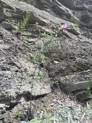 Centaurea stoebe australis