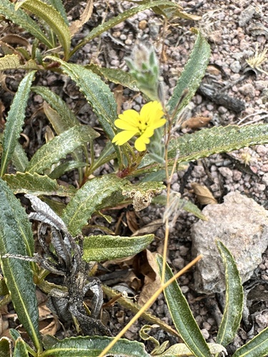 Image of Lagophylla ramosissima by no rights reserved