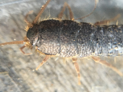 Allacrotelsa spinulata