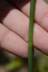 Equisetum laevigatum