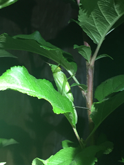 Neoconocephalus nebrascensis