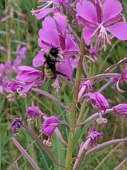Bombus flavidus flavidus