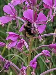 Bombus flavidus flavidus