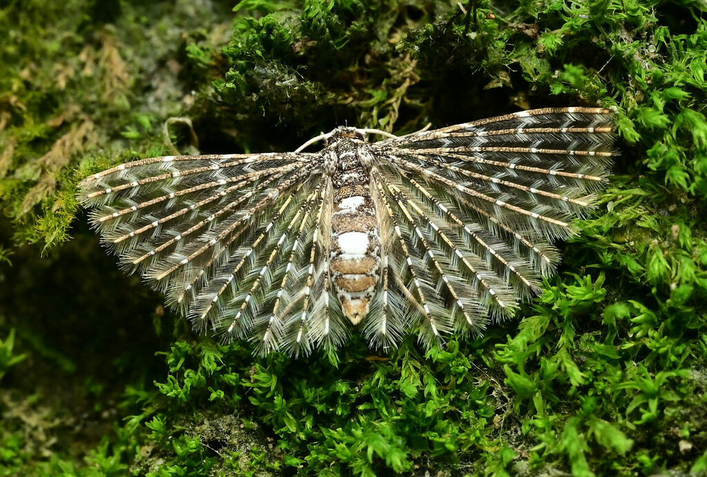 Pterotopteryx formosana