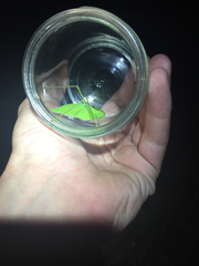 Amblycorypha rotundifolia