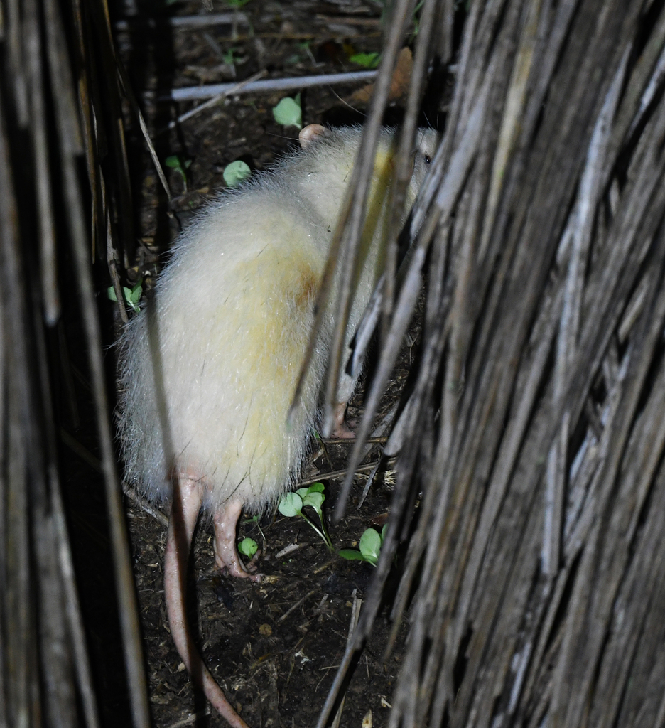 Moonrat from Lahad Datu, Sabah, Malaysia on October 10, 2024 at 07:31 ...