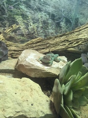 Crotaphytus collaris fuscus