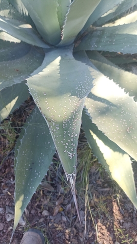 Agave durangensis