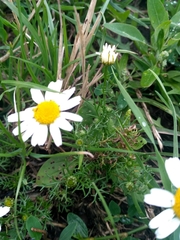 Tripleurospermum inodorum