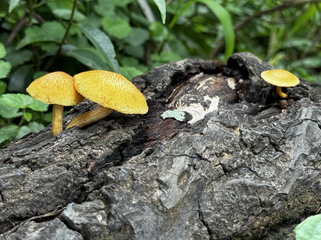 Gymnopilus areolatus